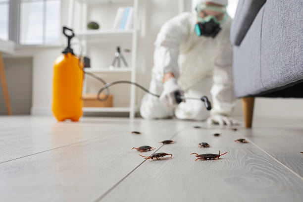 Commercial Rodent Management in North Richmond